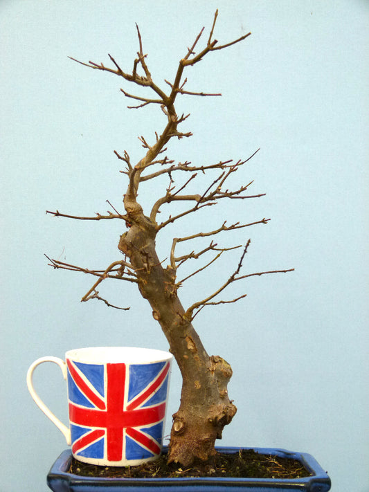 Trident Maple Bonsai Material - CLEARANCE