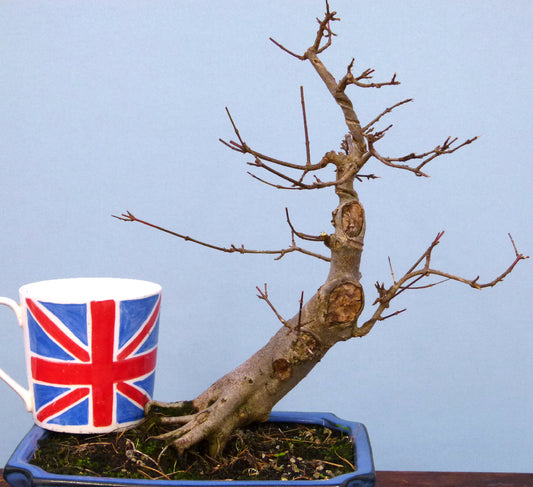 Trident Maple Bonsai Material - CLEARANCE