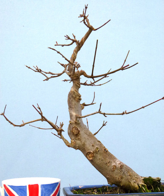 Trident Maple Bonsai Material - CLEARANCE