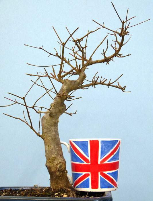 Trident Maple Bonsai Material - CLEARANCE
