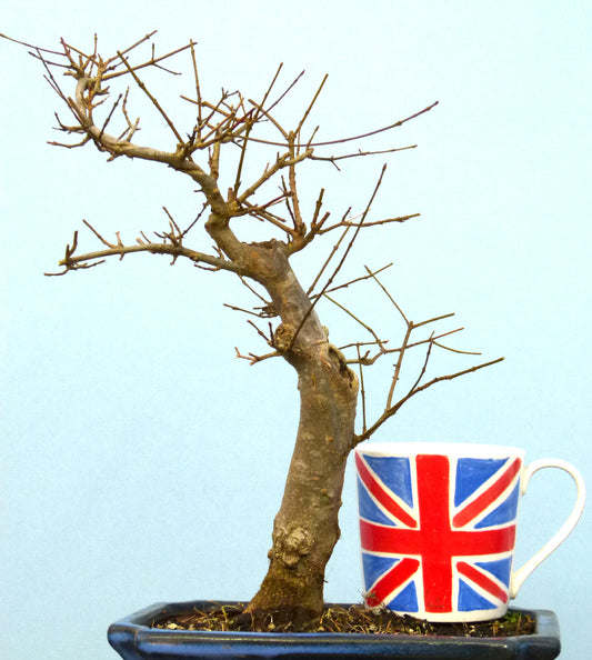 Trident Maple Bonsai Material - CLEARANCE