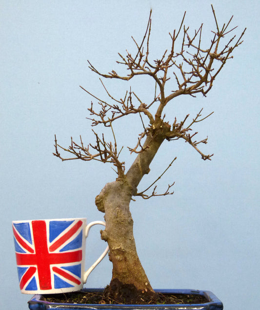 Trident Maple Bonsai Material - CLEARANCE