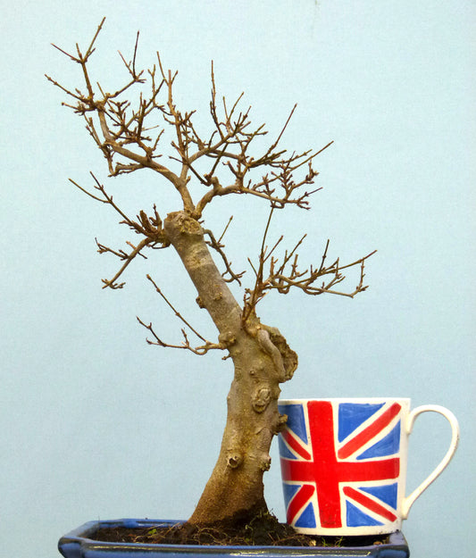 Trident Maple Bonsai Material - CLEARANCE