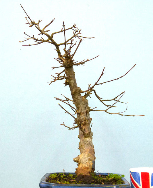 Trident Maple Bonsai Material - CLEARANCE