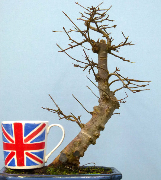 Trident Maple Bonsai Material - CLEARANCE