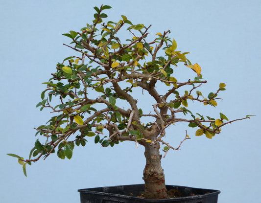Chinese Elm Bonsai Tree - CLEARANCE