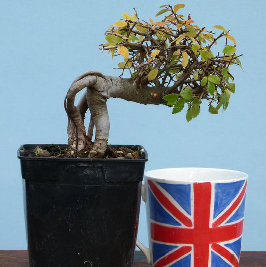 Chinese Elm Bonsai Tree - CLEARANCE