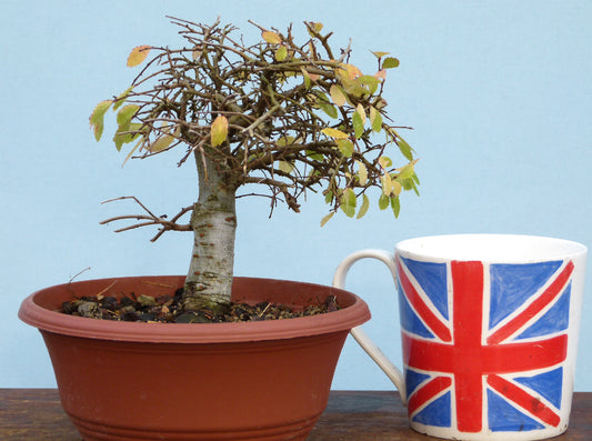 Chinese Elm Bonsai Tree - CLEARANCE