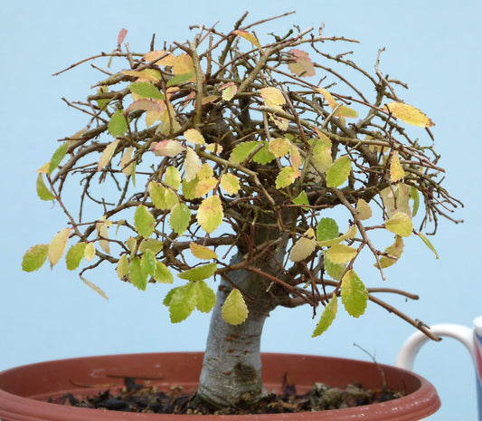 Chinese Elm Bonsai Tree - CLEARANCE