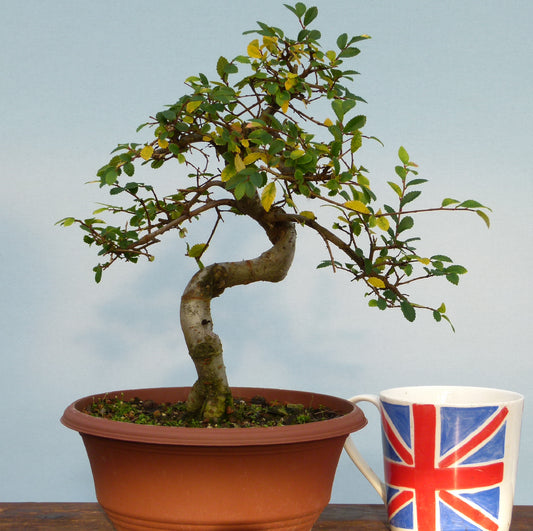 Chinese Elm Bonsai Tree - CLEARANCE