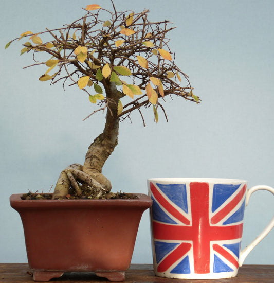 Chinese Elm Bonsai Tree - CLEARANCE