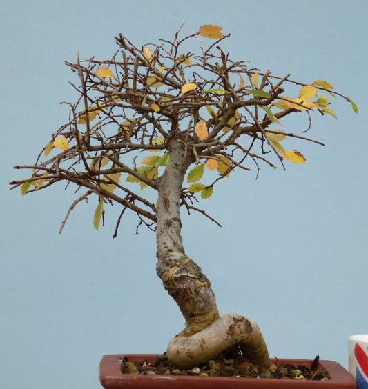 Chinese Elm Bonsai Tree - CLEARANCE