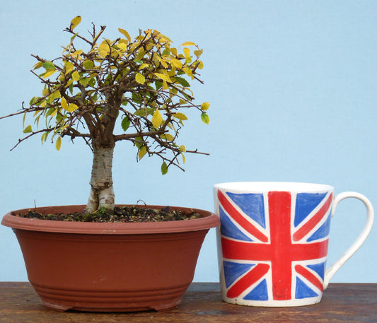 Chinese Elm Bonsai Tree - CLEARANCE