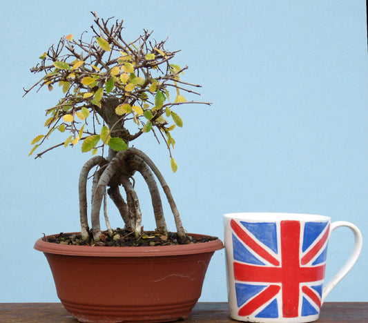 Chinese Elm Bonsai Tree - CLEARANCE