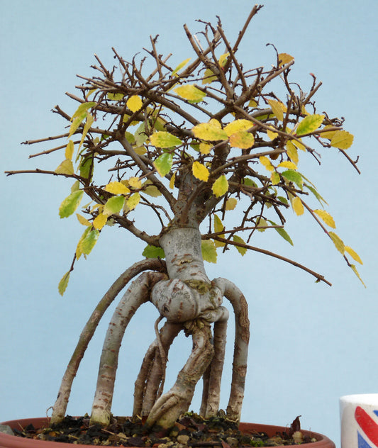 Chinese Elm Bonsai Tree - CLEARANCE