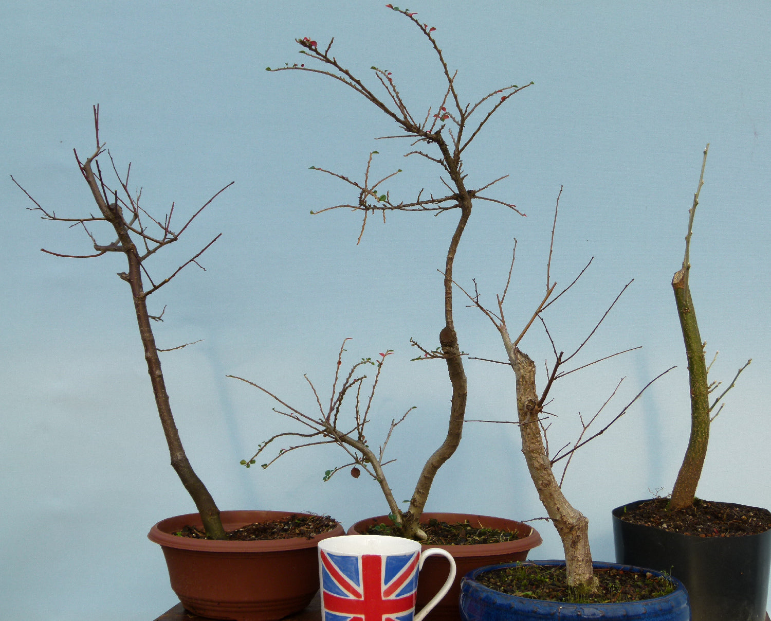 Bonsai Material CLEARANCE - Bonsai Starter Trees x 4