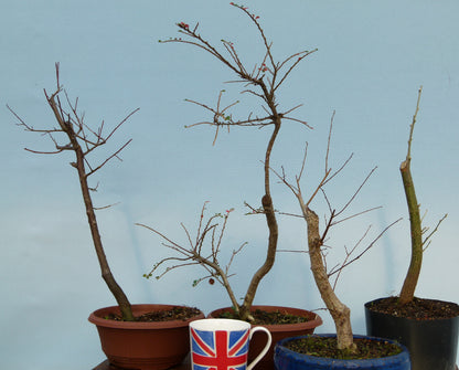 Bonsai Material CLEARANCE - Bonsai Starter Trees x 4