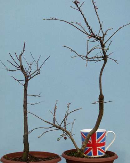 Prunus - Cotoneaster