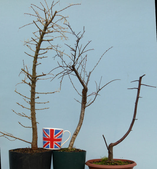 Bonsai Material CLEARANCE - Bonsai Starter Trees x 3