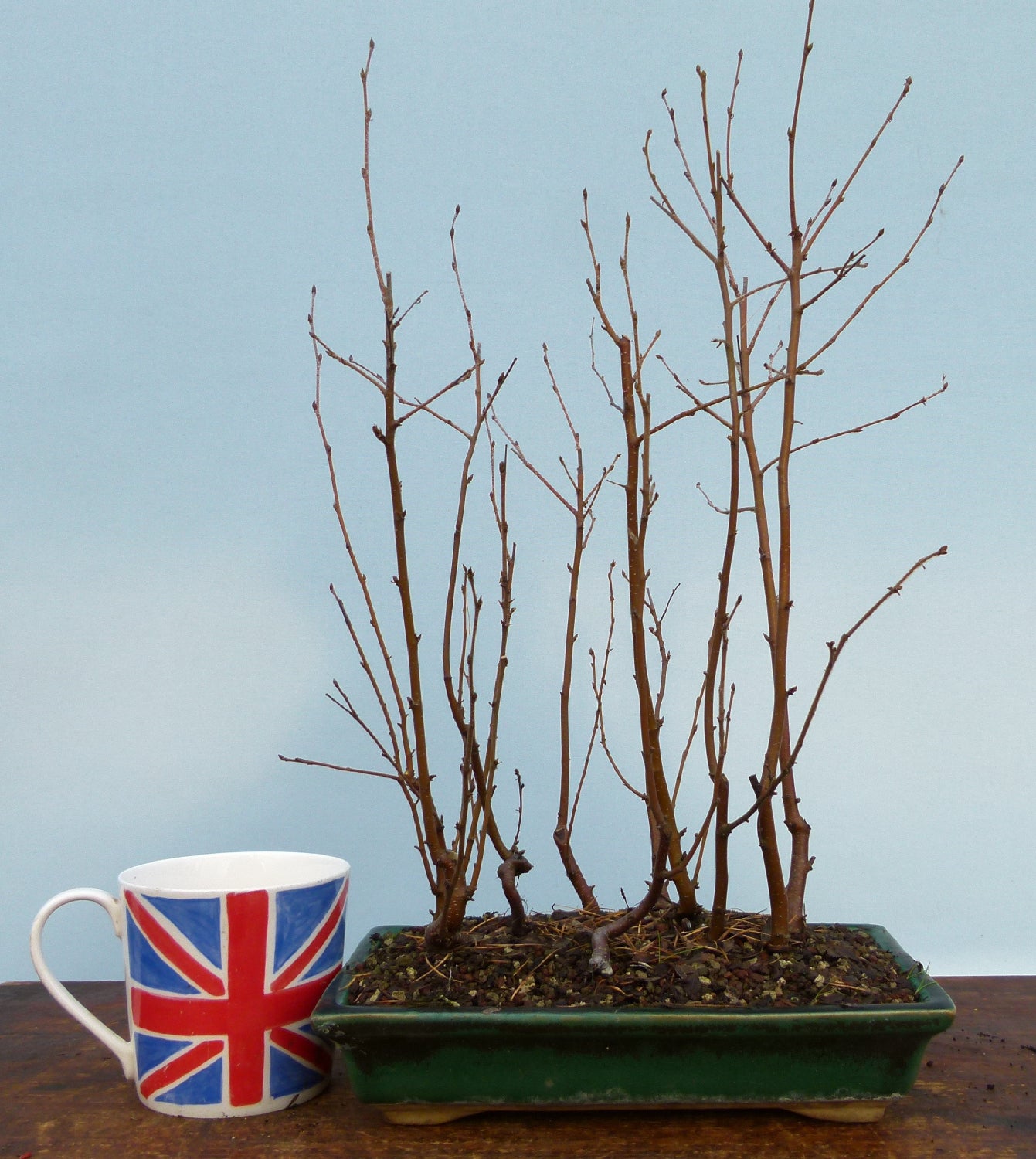 Bonsai Tree Raw Material - CLEARANCE SALE - Silver Birch