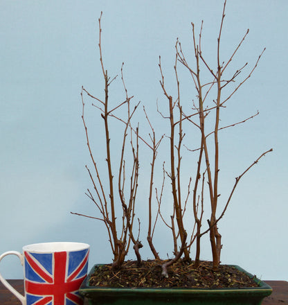 Bonsai Tree Raw Material - CLEARANCE SALE - Silver Birch