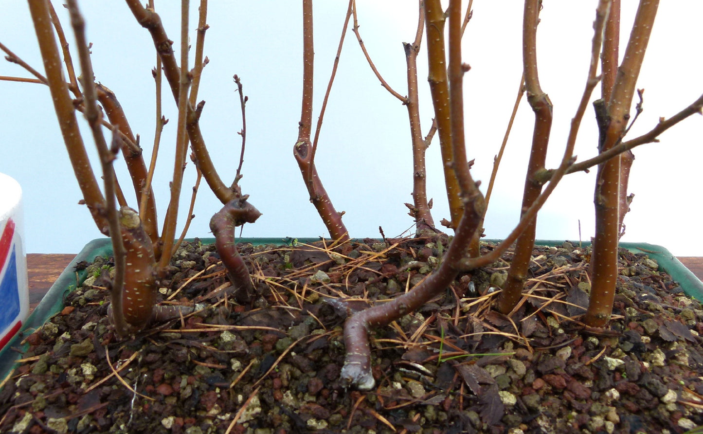 Bonsai Tree Raw Material - CLEARANCE SALE - Silver Birch