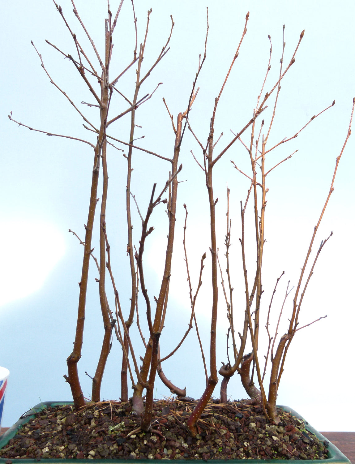 Bonsai Tree Raw Material - CLEARANCE SALE - Silver Birch