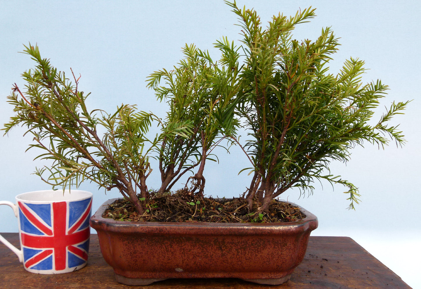 Bonsai Material CLEARANCE - English Yew - Taxus