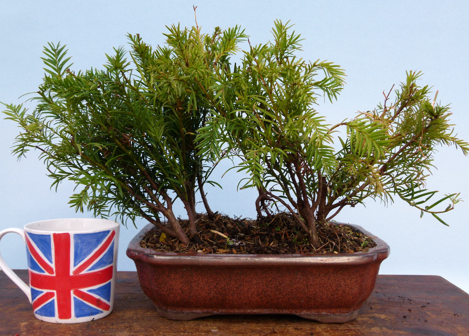 Bonsai Material CLEARANCE - English Yew - Taxus