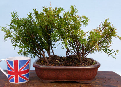 Bonsai Material CLEARANCE - English Yew - Taxus