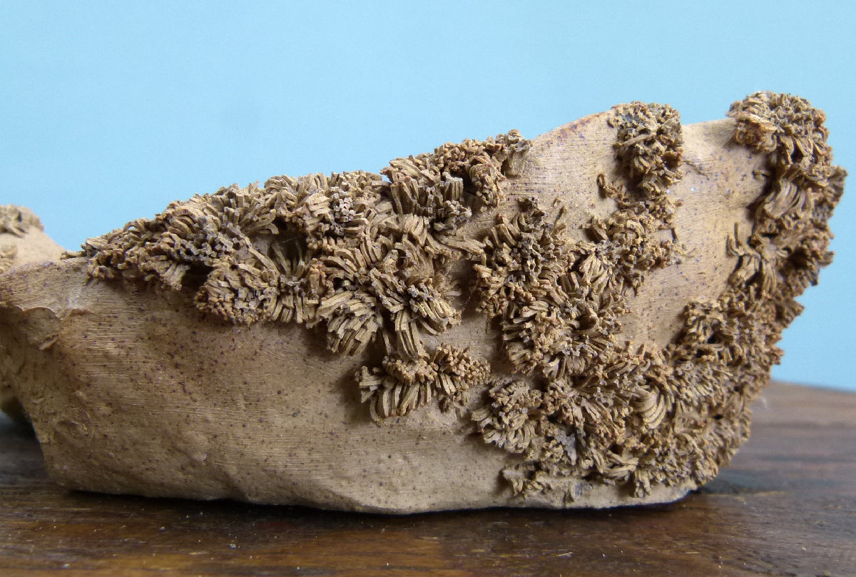Informal Nanban Bonsai Pot 10"