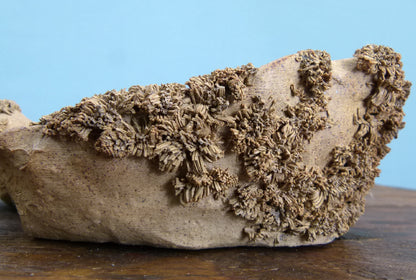 Informal Nanban Bonsai Pot 10"