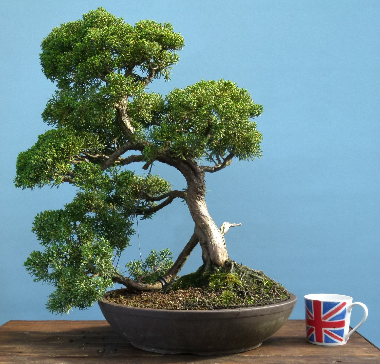 Juniper Kyushu Quality Japanese Bonsai Tree