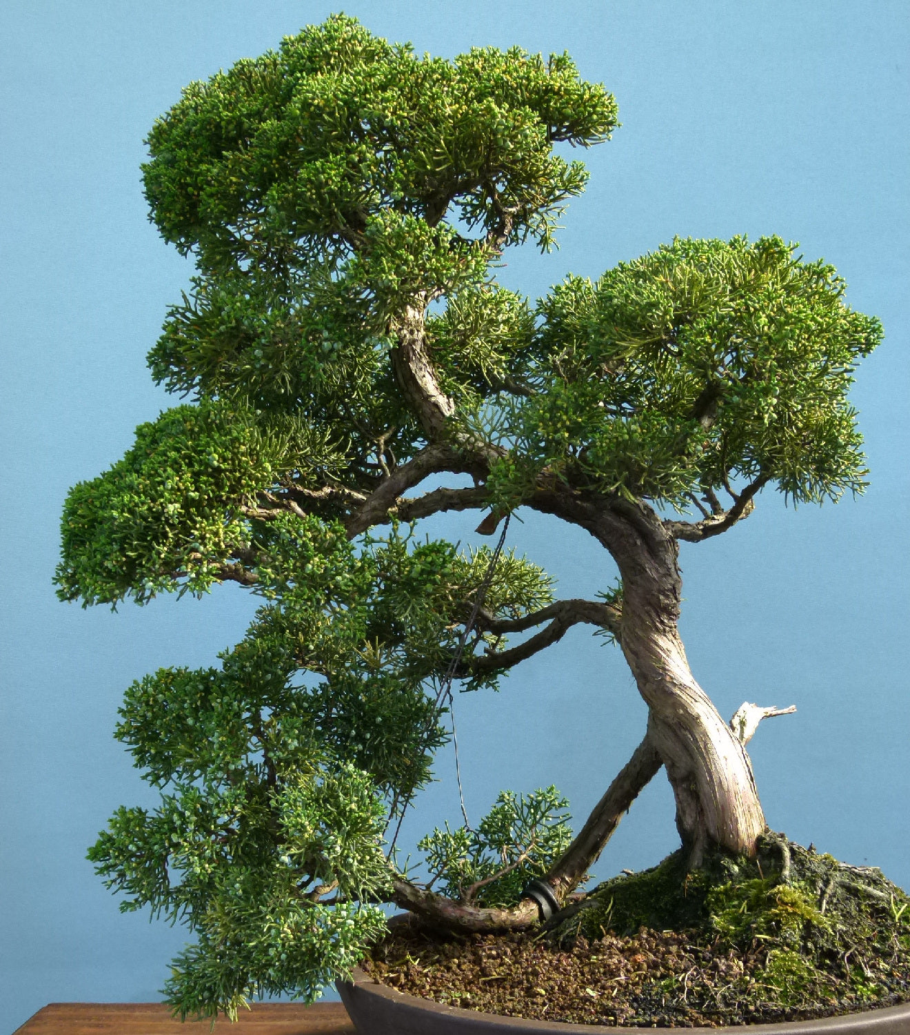 Juniper Kyushu Quality Japanese Bonsai Tree