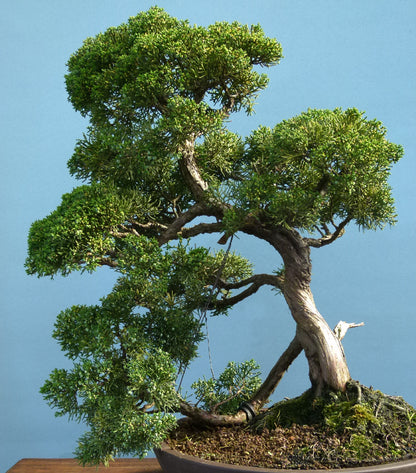Juniper Kyushu Quality Japanese Bonsai Tree