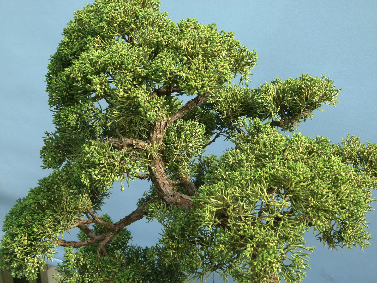 Juniper Kyushu Quality Japanese Bonsai Tree