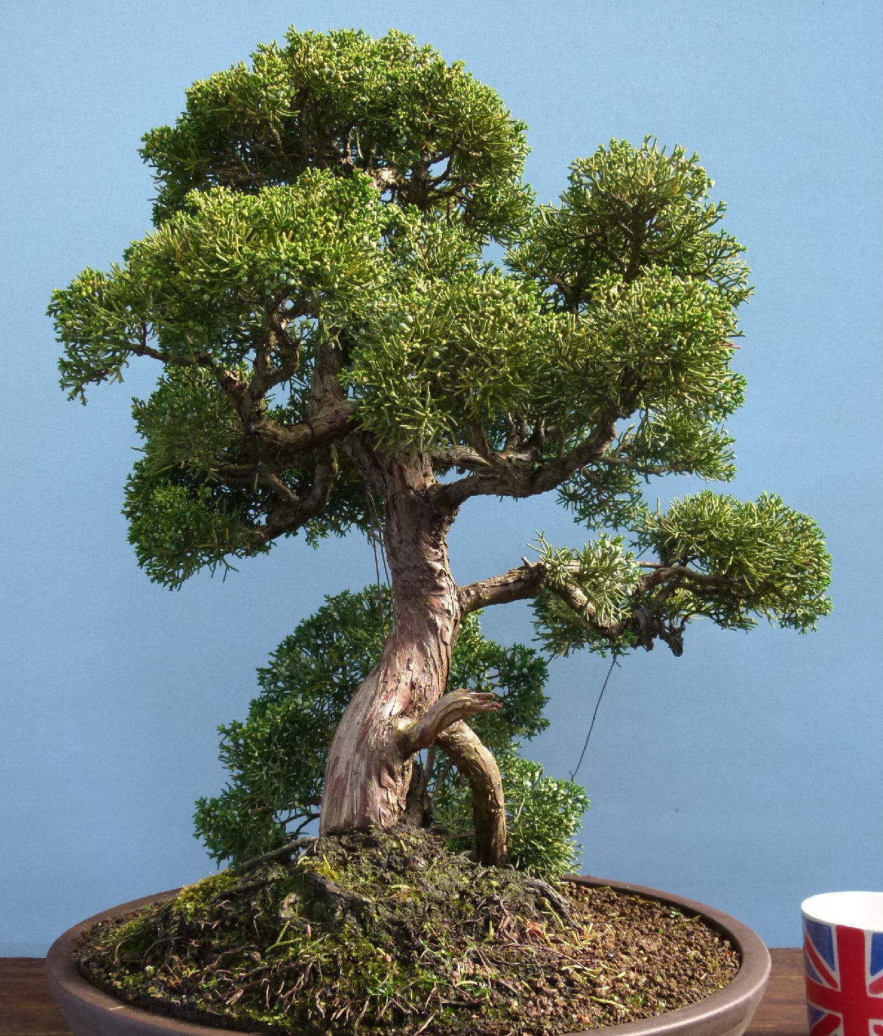 Juniper Kyushu Quality Japanese Bonsai Tree