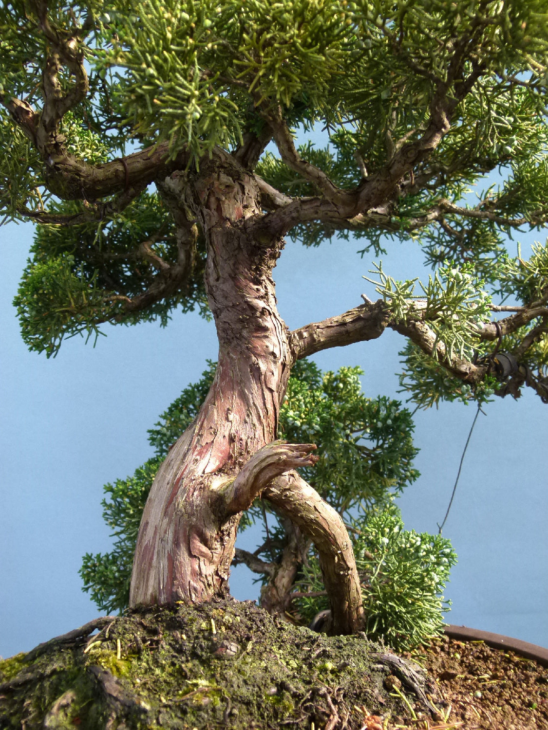 Juniper Kyushu Quality Japanese Bonsai Tree