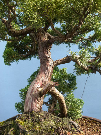 Juniper Kyushu Quality Japanese Bonsai Tree