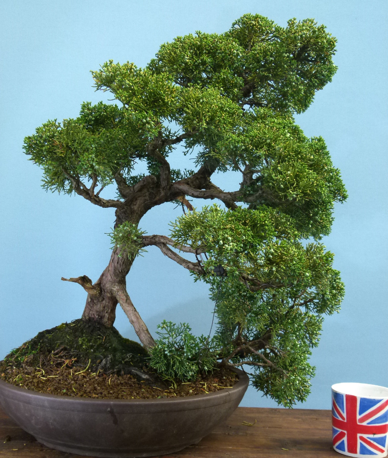 Juniper Kyushu Quality Japanese Bonsai Tree