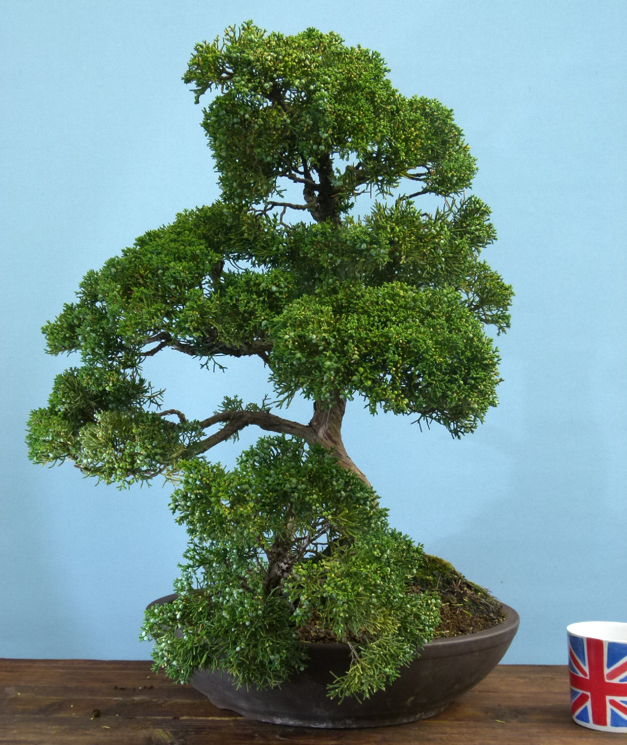 Juniper Kyushu Quality Japanese Bonsai Tree