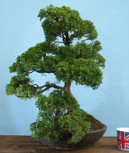 Juniper Kyushu Quality Japanese Bonsai Tree