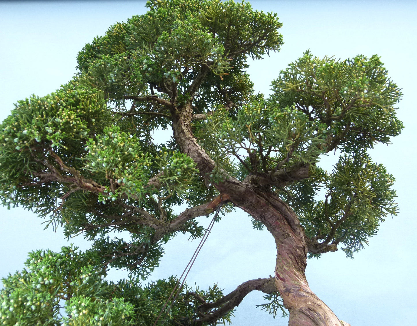 Juniper Kyushu Quality Japanese Bonsai Tree