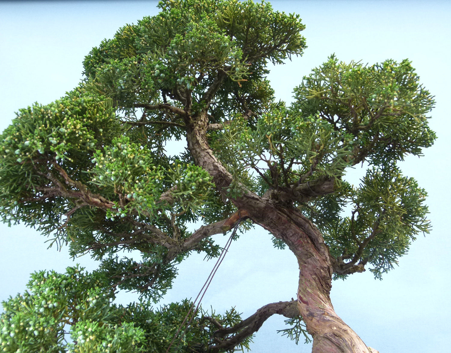 Juniper Kyushu Quality Japanese Bonsai Tree