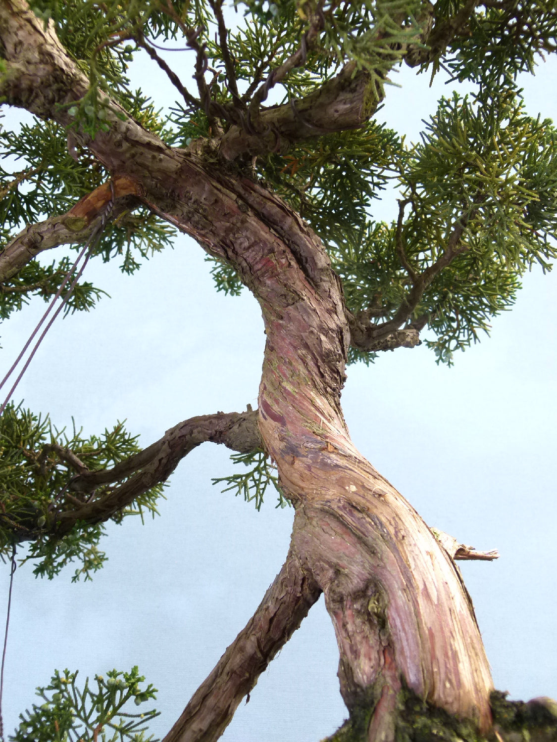 Juniper Kyushu Quality Japanese Bonsai Tree