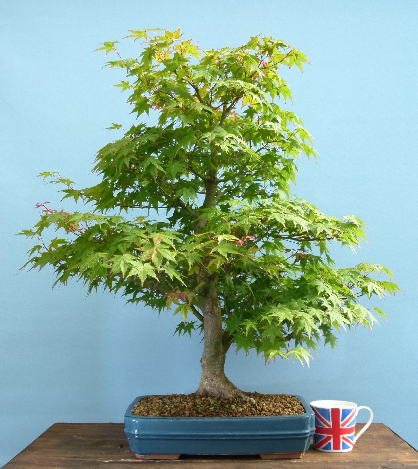 Japanese Maple Bonsai Tree