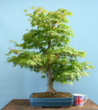 Japanese Maple Bonsai Tree
