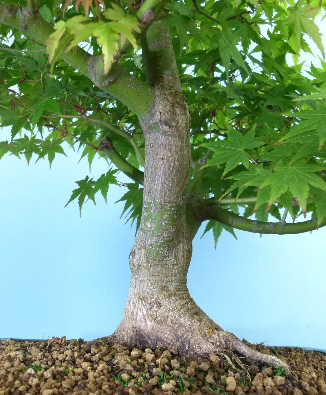 Japanese Maple Bonsai Tree