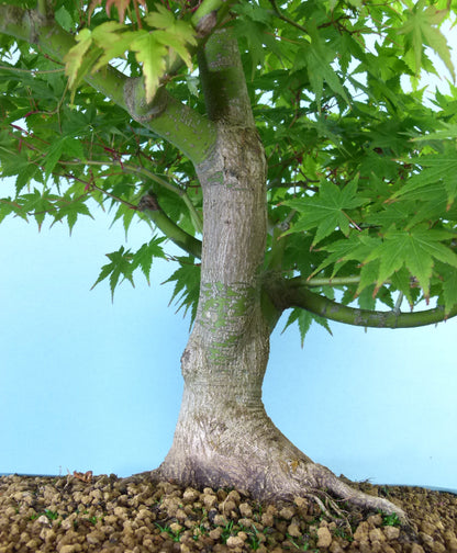 Japanese Maple Bonsai Tree