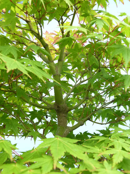 Japanese Maple Bonsai Tree